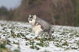 SIBERIAN HUSKY 241